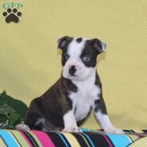 Austin, Boston Terrier Puppy